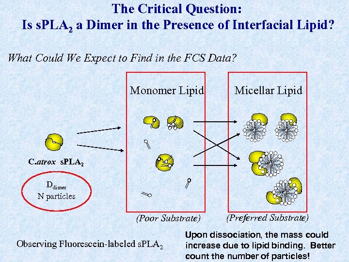 The Critical Question: Is s. PLA 2 a Dimer in the Presence of Interfacial