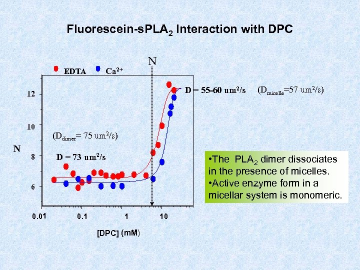 Fluorescein-s. PLA 2 Interaction with DPC N Ca 2+ EDTA D = 55 -60