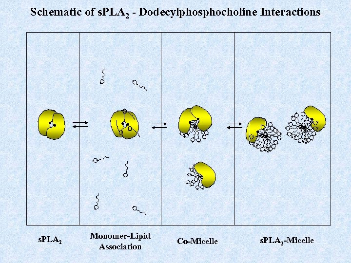 Schematic of s. PLA 2 - Dodecylphosphocholine Interactions + + + ++ + +