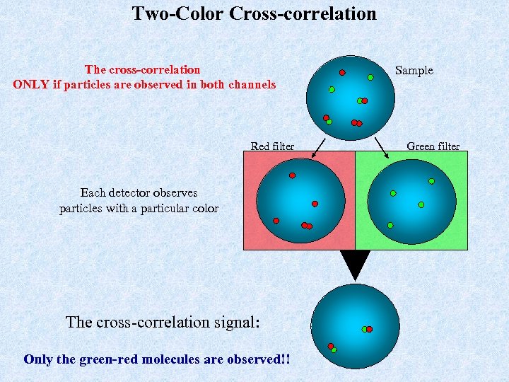 Two-Color Cross-correlation The cross-correlation ONLY if particles are observed in both channels Red filter