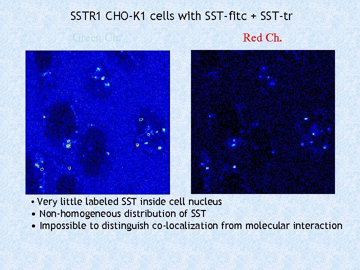 SSTR 1 CHO-K 1 cells with SST-fitc + SST-tr Green Ch. Red Ch. •