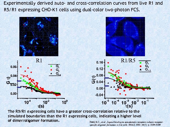 Experimentally derived auto- and cross-correlation curves from live R 1 and R 5/R 1