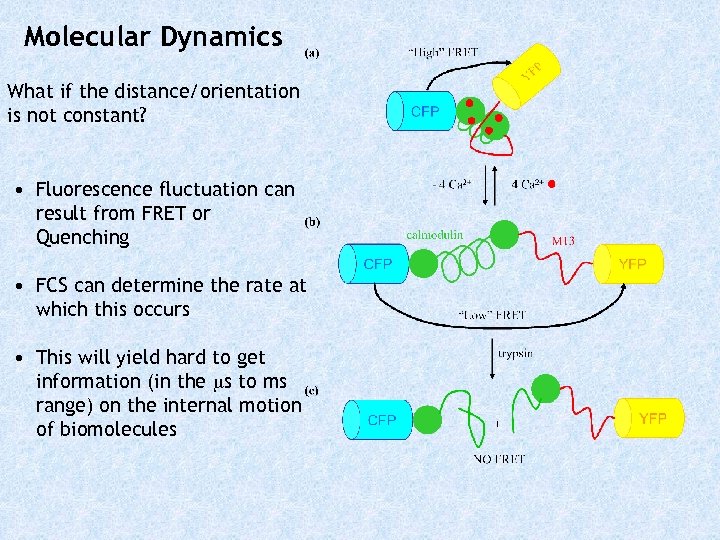 Molecular Dynamics What if the distance/orientation is not constant? • Fluorescence fluctuation can result