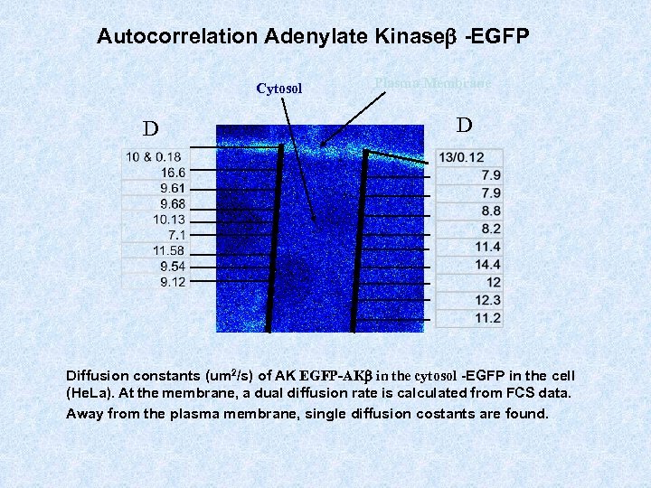 Autocorrelation Adenylate Kinaseb -EGFP Cytosol D Plasma Membrane D Diffusion constants (um 2/s) of