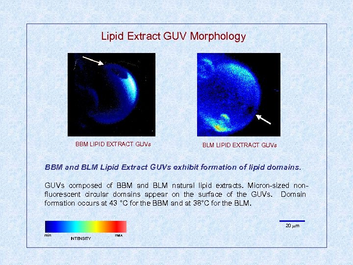 Lipid Extract GUV Morphology BBM LIPID EXTRACT GUVs BLM LIPID EXTRACT GUVs BBM and