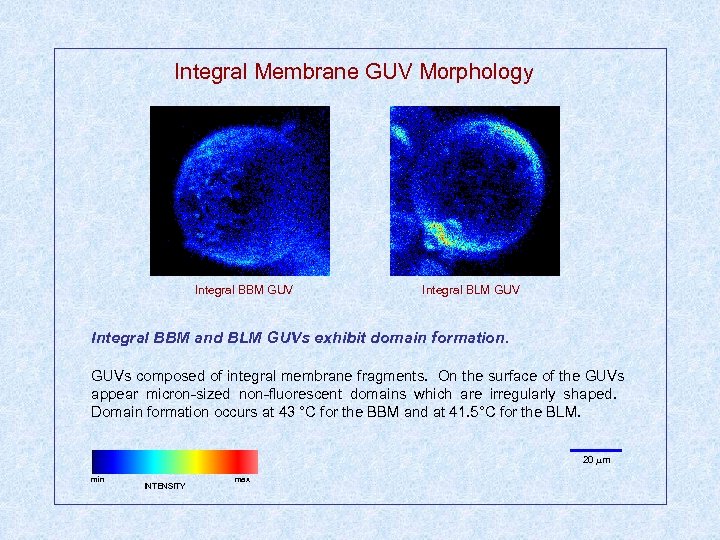 Integral Membrane GUV Morphology Integral BBM GUV Integral BLM GUV Integral BBM and BLM