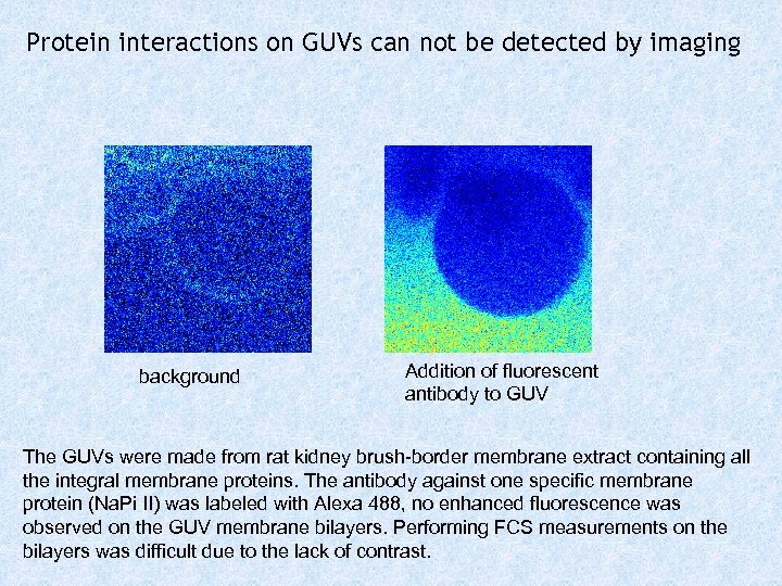 Protein interactions on GUVs can not be detected by imaging background Addition of fluorescent