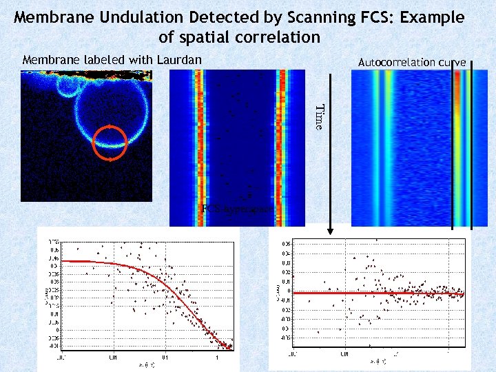 Membrane Undulation Detected by Scanning FCS: Example of spatial correlation Membrane labeled with Laurdan