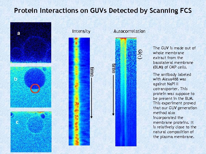 Protein Interactions on GUVs Detected by Scanning FCS a Intensity Autocorrelation G( ) time