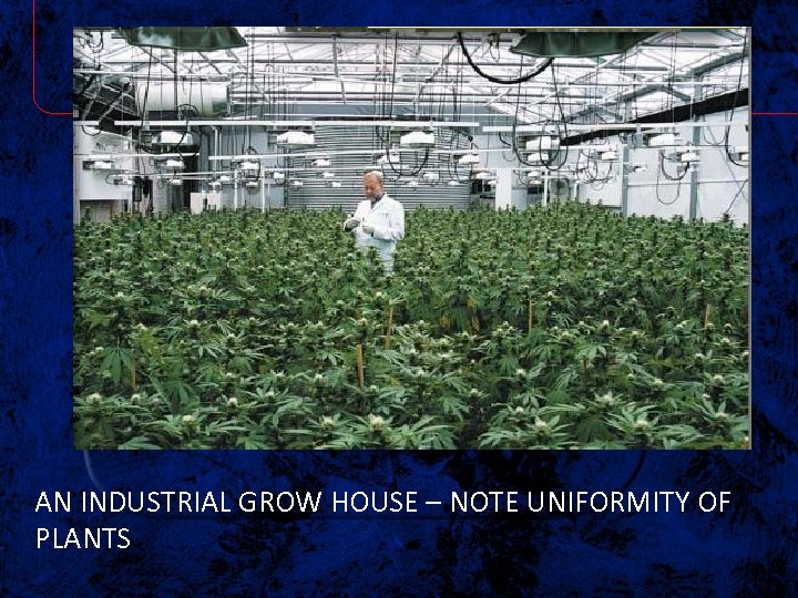 AN INDUSTRIAL GROW HOUSE – NOTE UNIFORMITY OF PLANTS 
