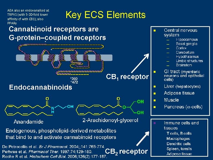 AEA also an endovanalloid at TRPV 1 (with 5 -20 -fold lower affinity cf