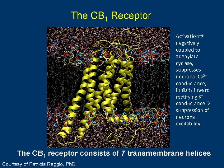 The CB 1 Receptor Activation negatively coupled to adenylate cyclase, suppresses neuronal Ca 2+