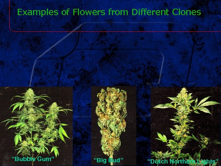 Examples of Flowers from Different Clones “Bubble Gum” “Big Bud” “Dutch Northern Lights” 