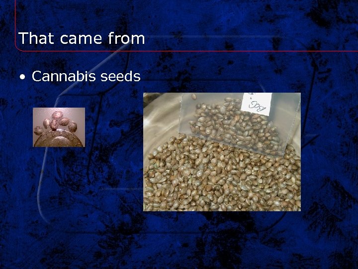 That came from • Cannabis seeds 