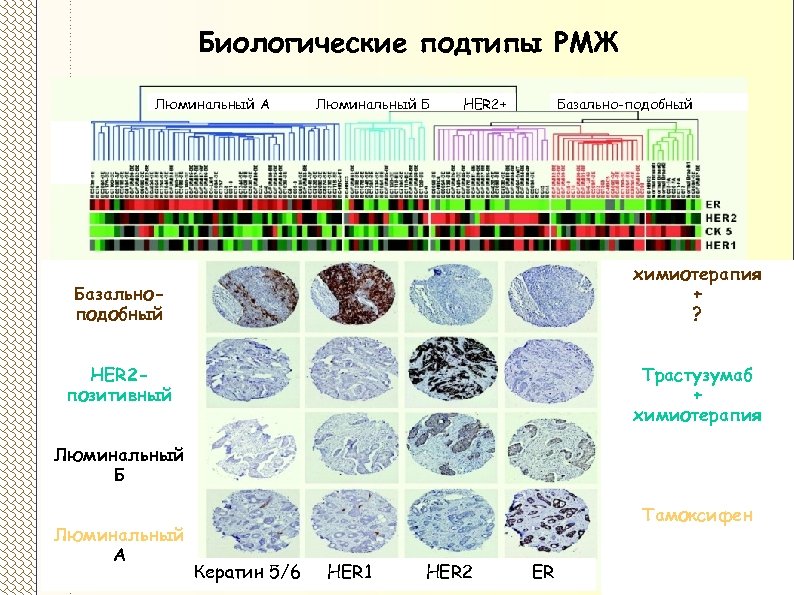 Биологические подтипы РМЖ Люминальный А Люминальный Б HER 2+ Базально-подобный химиотерапия + ? Базальноподобный
