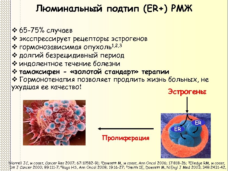 Люминальный подтип (ER+) РМЖ v 65 -75% случаев v эксспрессирует рецепторы эстрогенов v гормонозависимая