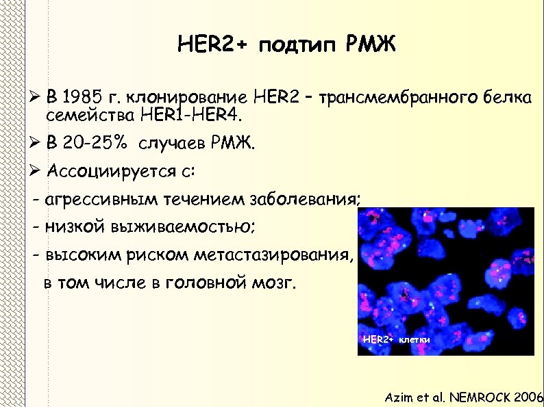 HER 2+ подтип РМЖ Ø В 1985 г. клонирование HER 2 – трансмембранного белкa