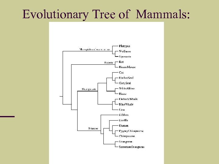 Evolutionary Tree of Mammals: 