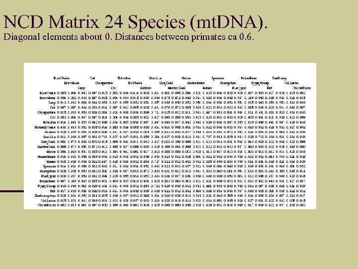 NCD Matrix 24 Species (mt. DNA). Diagonal elements about 0. Distances between primates ca