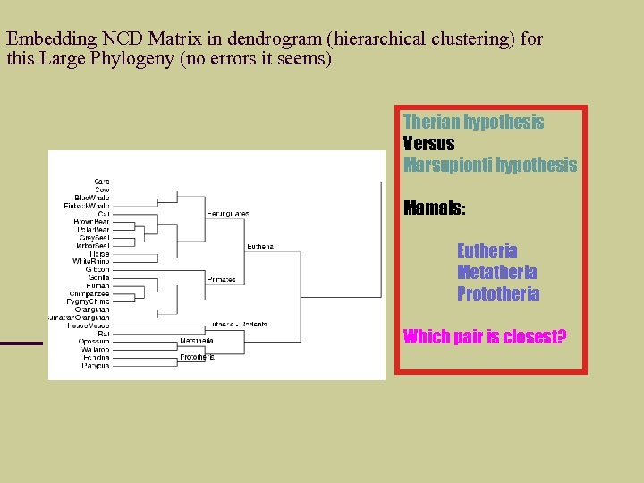 Embedding NCD Matrix in dendrogram (hierarchical clustering) for this Large Phylogeny (no errors it