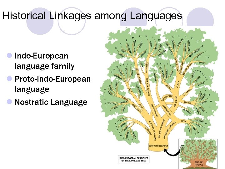 Historical Linkages among Languages l Indo-European language family l Proto-Indo-European language l Nostratic Language