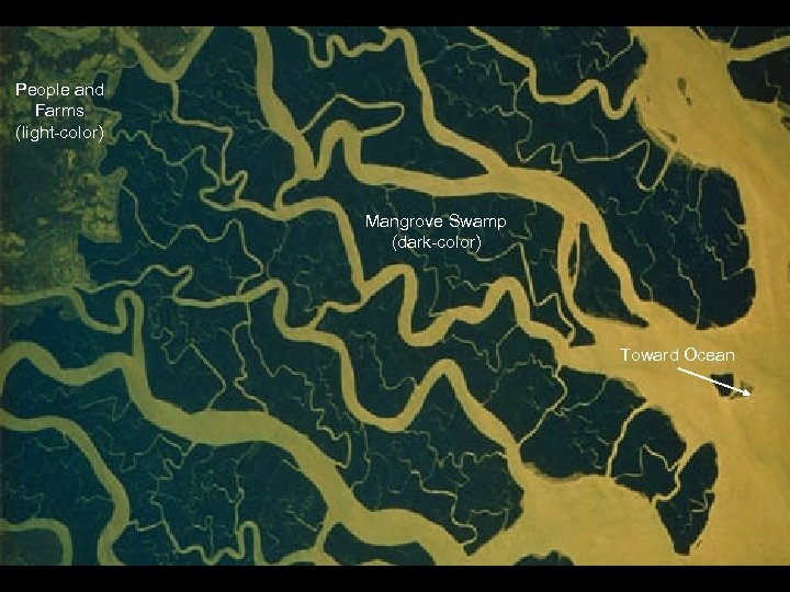 People and Farms (light-color) 87 -707 -092 Mangrove Swamp (dark-color) Toward Ocean 