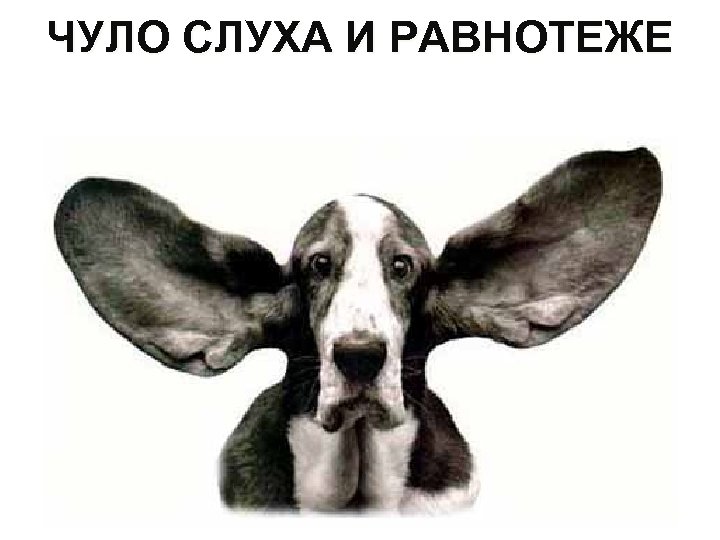 ЧУЛО СЛУХА И РАВНОТЕЖЕ 
