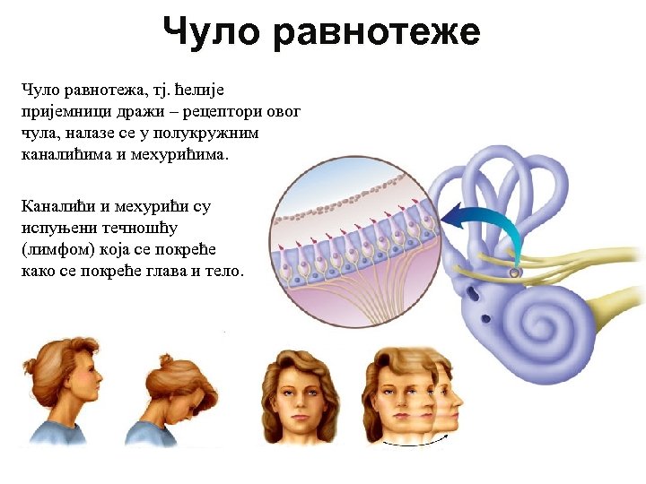 Чуло равнотеже Чуло равнотежа, тј. ћелије пријемници дражи – рецептори овог чула, налазе се