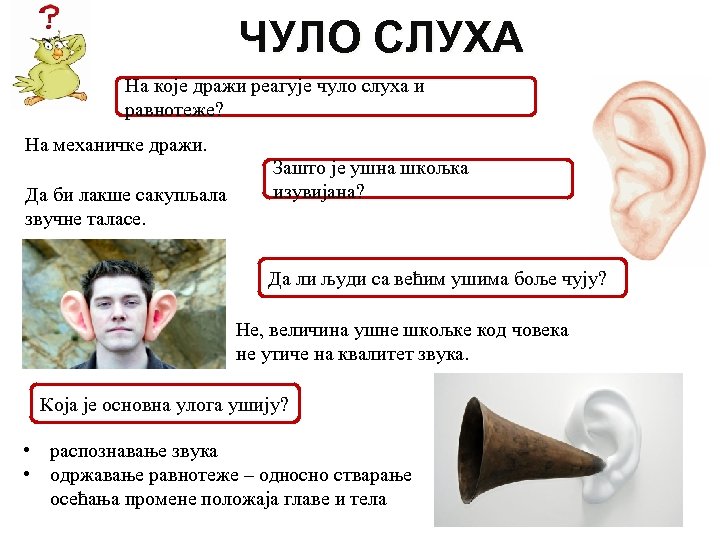 ЧУЛО СЛУХА На које дражи реагује чуло слуха и равнотеже? На механичке дражи. Да
