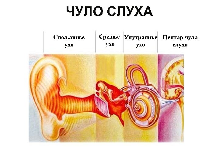ЧУЛО СЛУХА Спољашње ухо Средње Унутрашње Центар чула ухо слуха 