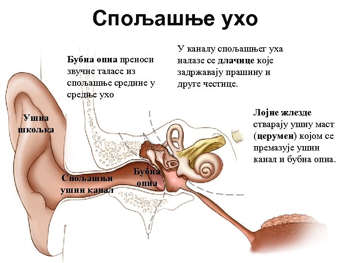 Спољашње ухо Бубна опна преноси звучне таласе из спољашње средине у средње ухо У
