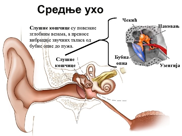 Средње ухо Чекић Наковањ Слушне кошчице су повезане зглобним везама, а преносе вибрације звучних