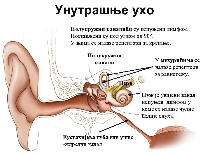 Унутрашње ухо Полукружни каналићи су испуњени лимфом. Постављени су под углом од 90°. У
