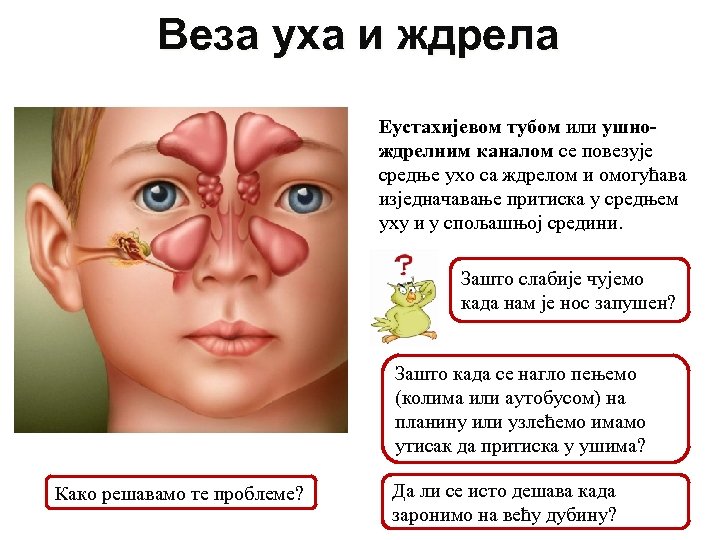 Веза уха и ждрела Еустахијевом тубом или ушнождрелним каналом се повезује средње ухо са