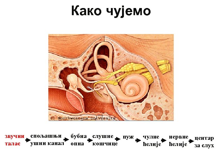 Како чујемо звучни спољашњи ушни канал талас бубна слушне пуж опна кошчице чулне ћелије