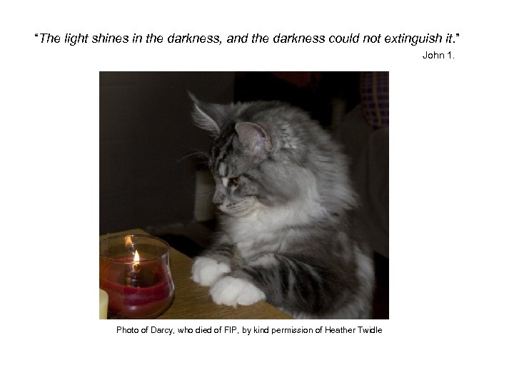 “The light shines in the darkness, and the darkness could not extinguish it. ”