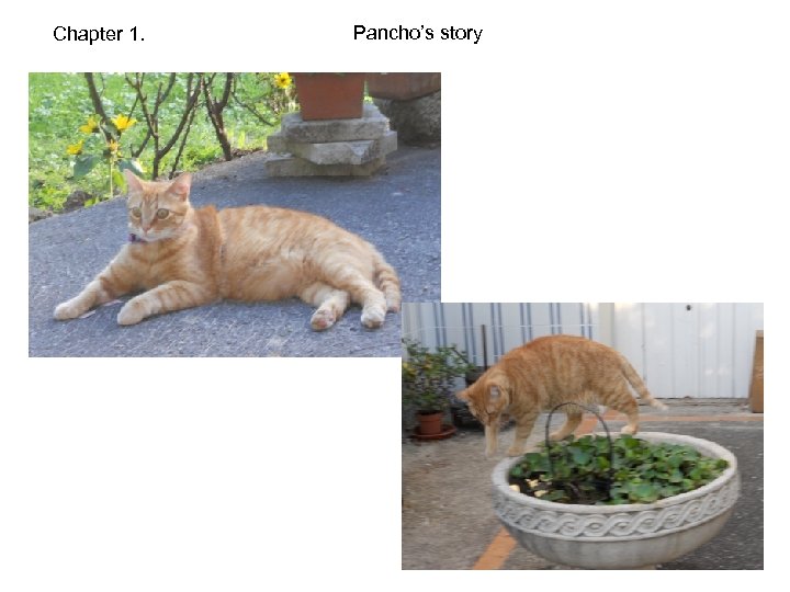 Chapter 1. Pancho’s story 