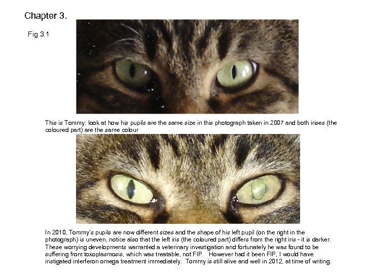 Chapter 3. Fig 3. 1 This is Tommy: look at how his pupils are