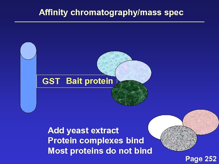 Affinity chromatography/mass spec GST Bait protein Add yeast extract Protein complexes bind Most proteins