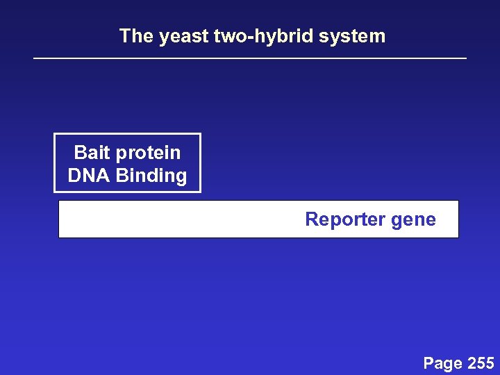 The yeast two-hybrid system Bait protein DNA Binding Reporter gene Page 255 