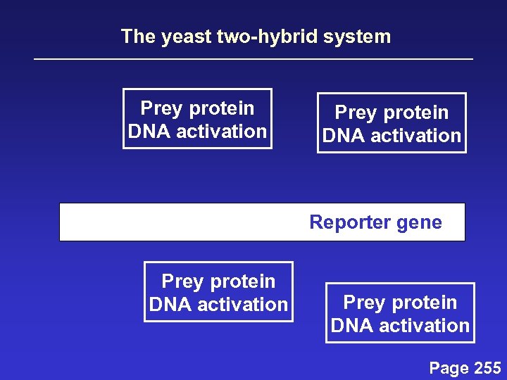 The yeast two-hybrid system Prey protein DNA activation Reporter gene Prey protein DNA activation