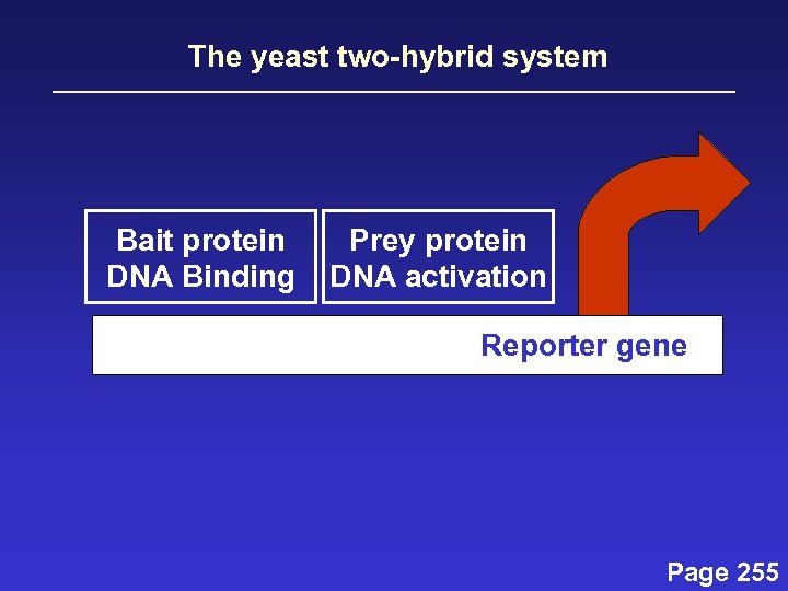 The yeast two-hybrid system Bait protein DNA Binding Prey protein DNA activation Reporter gene