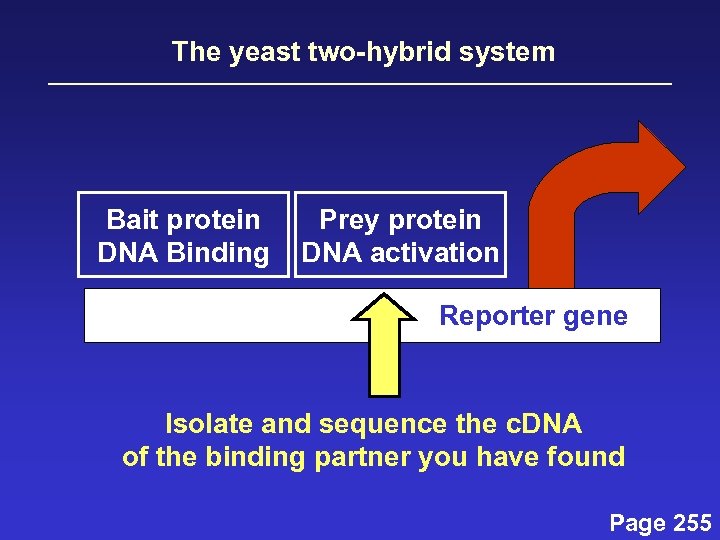 The yeast two-hybrid system Bait protein DNA Binding Prey protein DNA activation Reporter gene