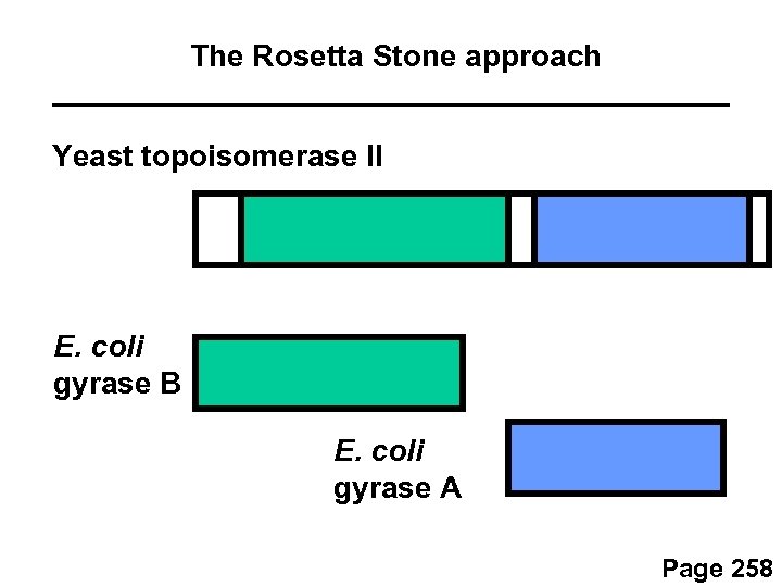 The Rosetta Stone approach Yeast topoisomerase II E. coli gyrase B E. coli gyrase