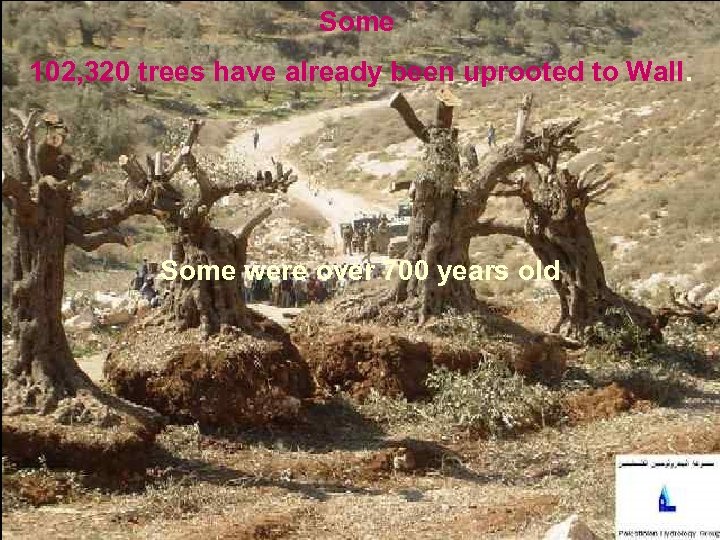 Some 102, 320 trees have already been uprooted to Wall. Some were over 700