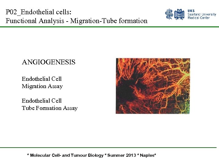 P 02_Endothelial cells: Functional Analysis - Migration-Tube formation ANGIOGENESIS Endothelial Cell Migration Assay Endothelial