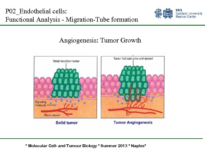 P 02_Endothelial cells: Functional Analysis - Migration-Tube formation Angiogenesis: Tumor Growth * Molecular Cell-