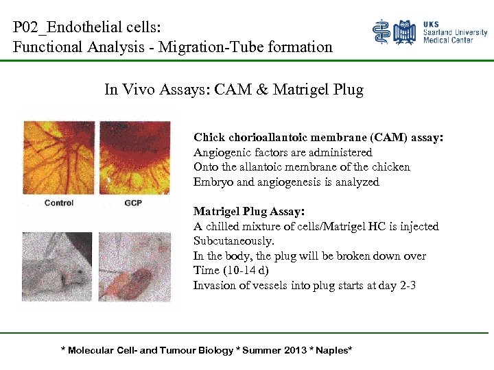 P 02_Endothelial cells: Functional Analysis - Migration-Tube formation In Vivo Assays: CAM & Matrigel