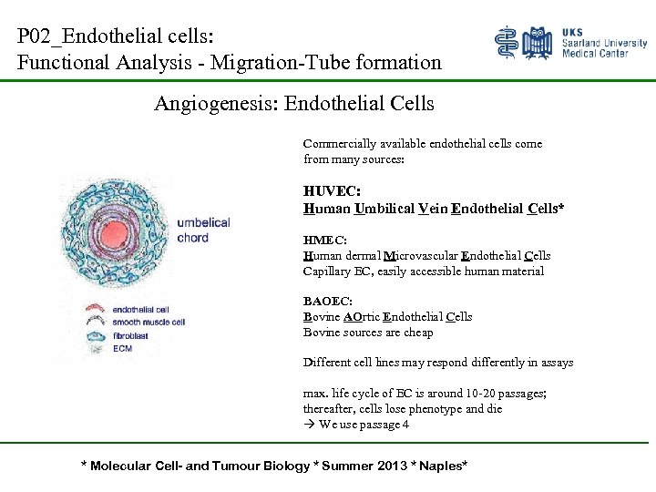 P 02_Endothelial cells: Functional Analysis - Migration-Tube formation Angiogenesis: Endothelial Cells Commercially available endothelial