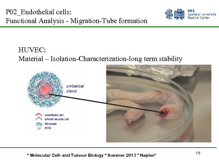 P 02_Endothelial cells: Functional Analysis - Migration-Tube formation HUVEC: Material – Isolation-Characterization-long term stability